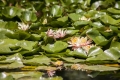 В Ботаническом саду КФУ зацвела «королева воды»