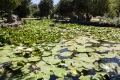 В Ботаническом саду КФУ зацвела «королева воды»