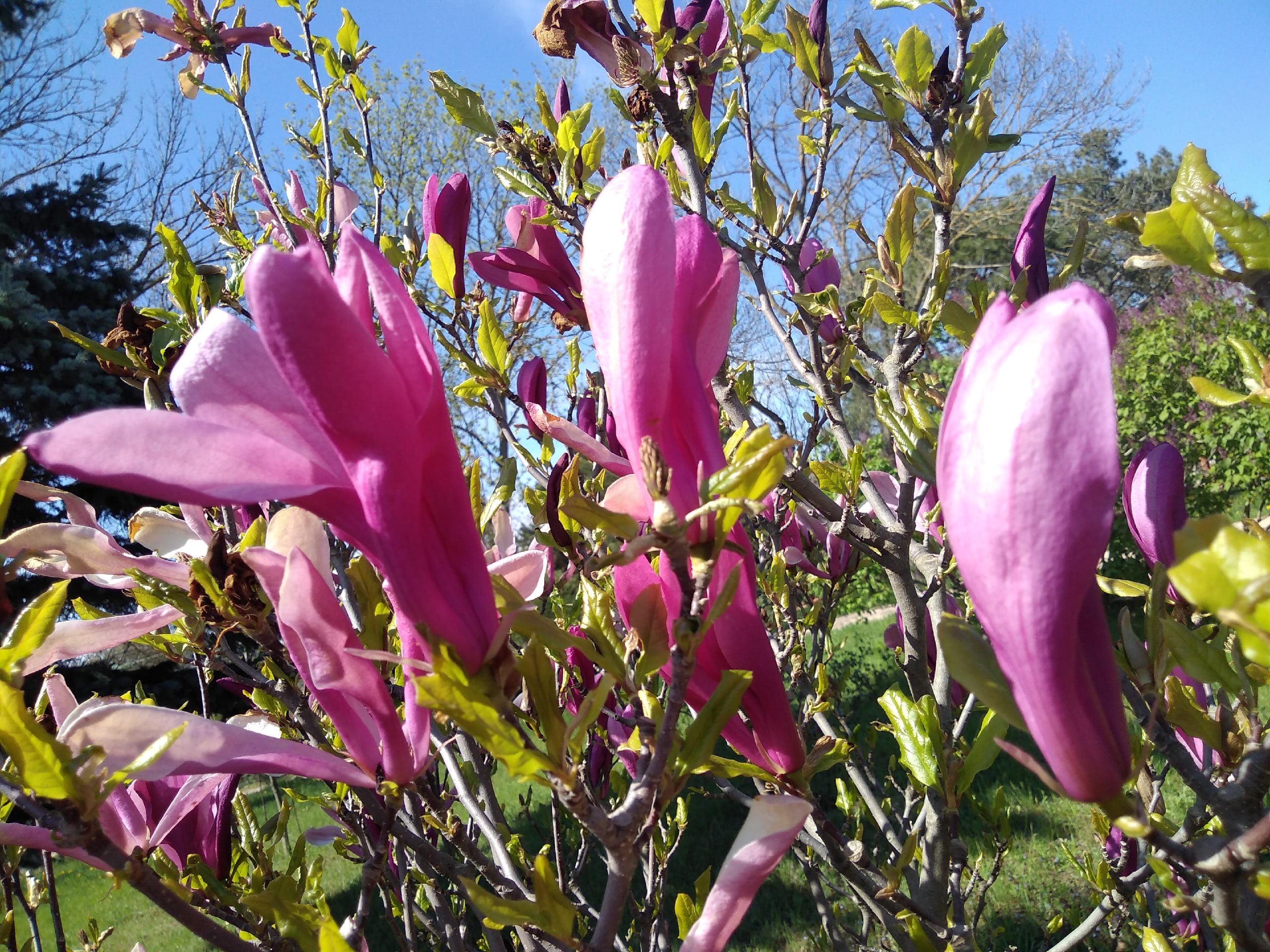 Магнолия лилиецветная