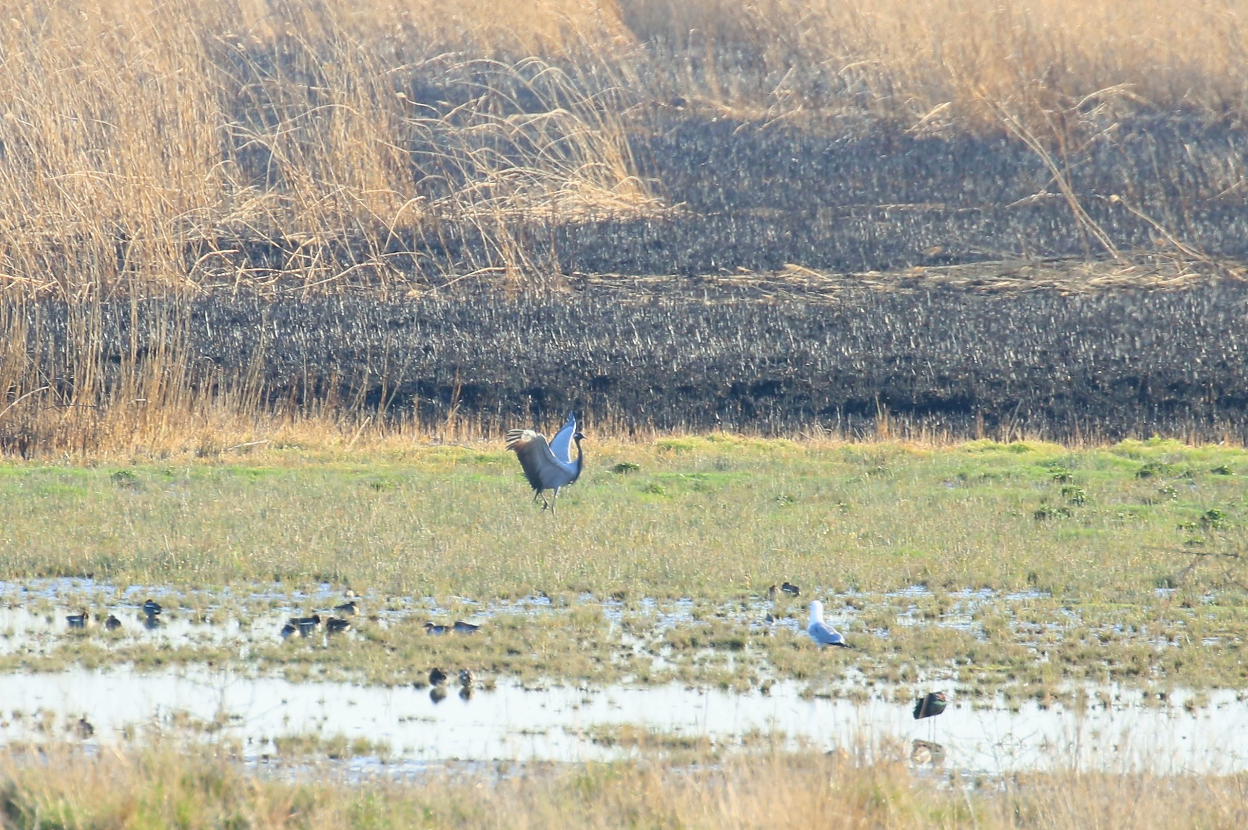 уюЁшЄ ыхё т ▀ыЄшэёъюь чряютхфэшъх (ЇюЄю ┬. ┬хЁсшЎъюую)