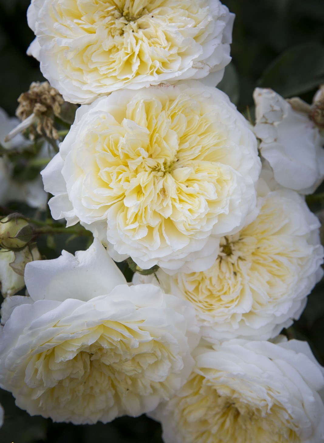 01-06-2018-сюЄёрф-ЁючрЁшщ_00004