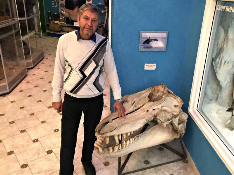 krym_muzey_zoologiya_kosatka_cherep
