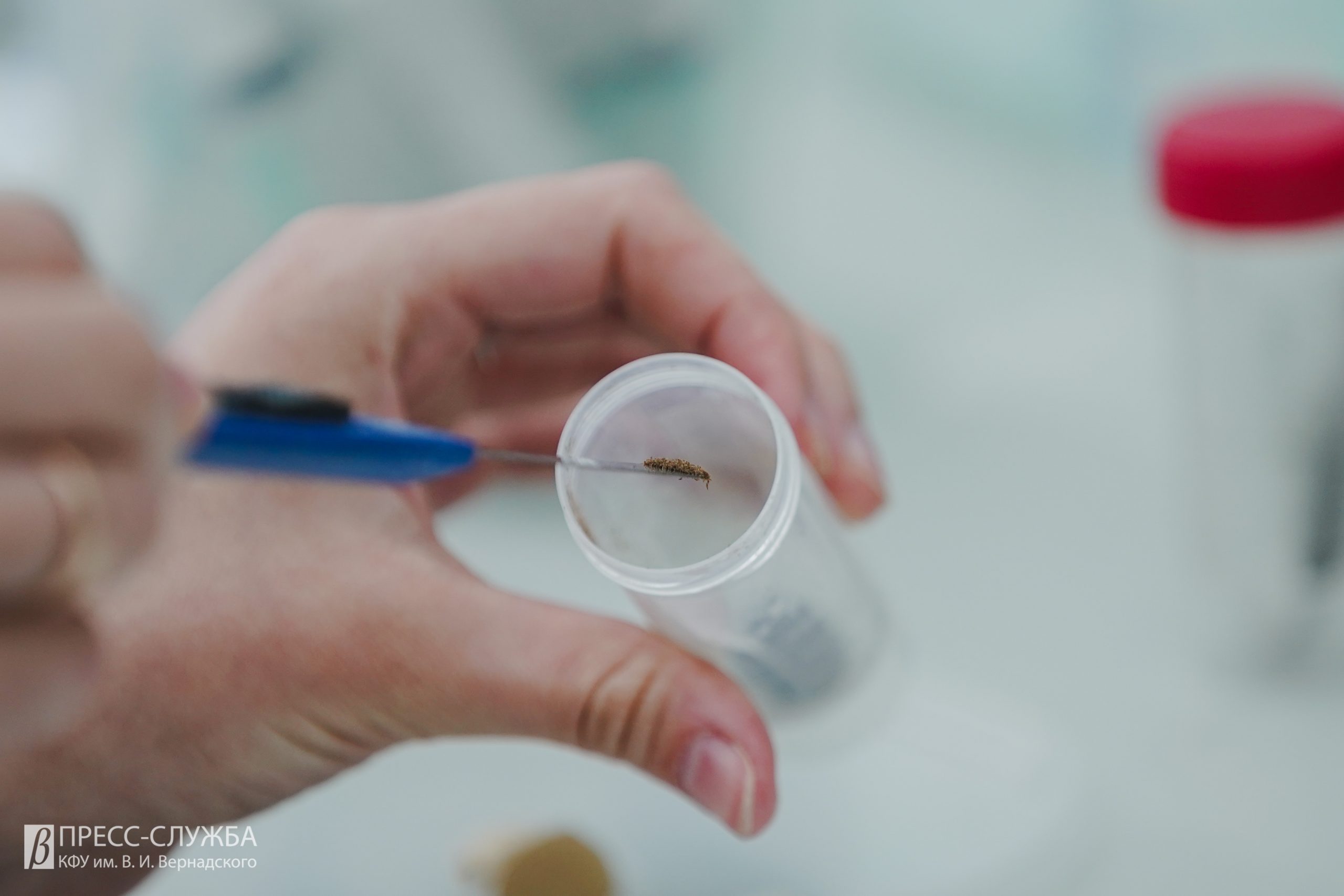 Тропические орхидеи в ин витро