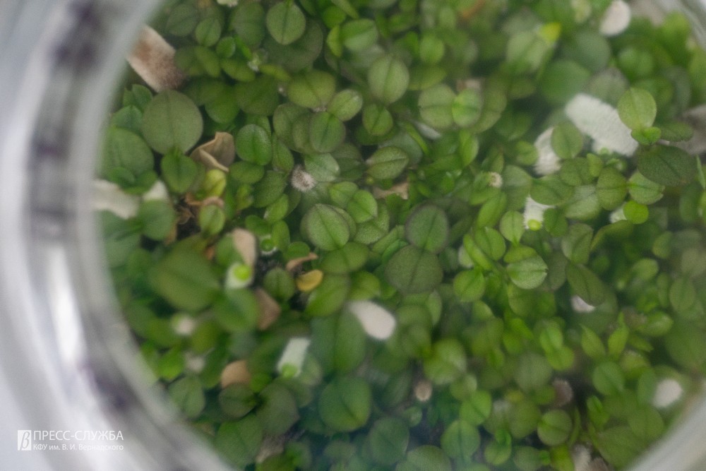 Тропические орхидеи в ин витро