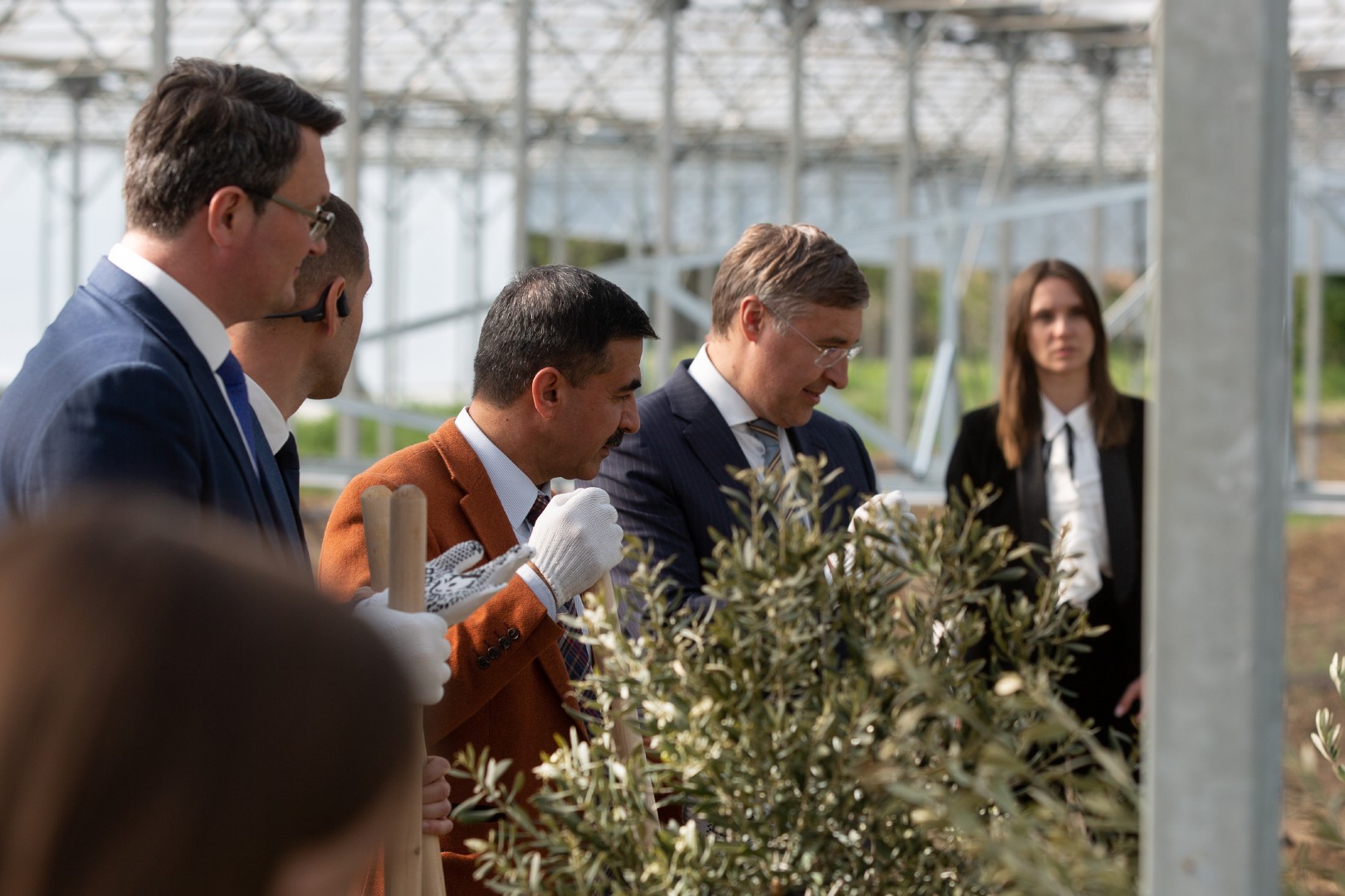 Министр сажает оливковое дерево (3)