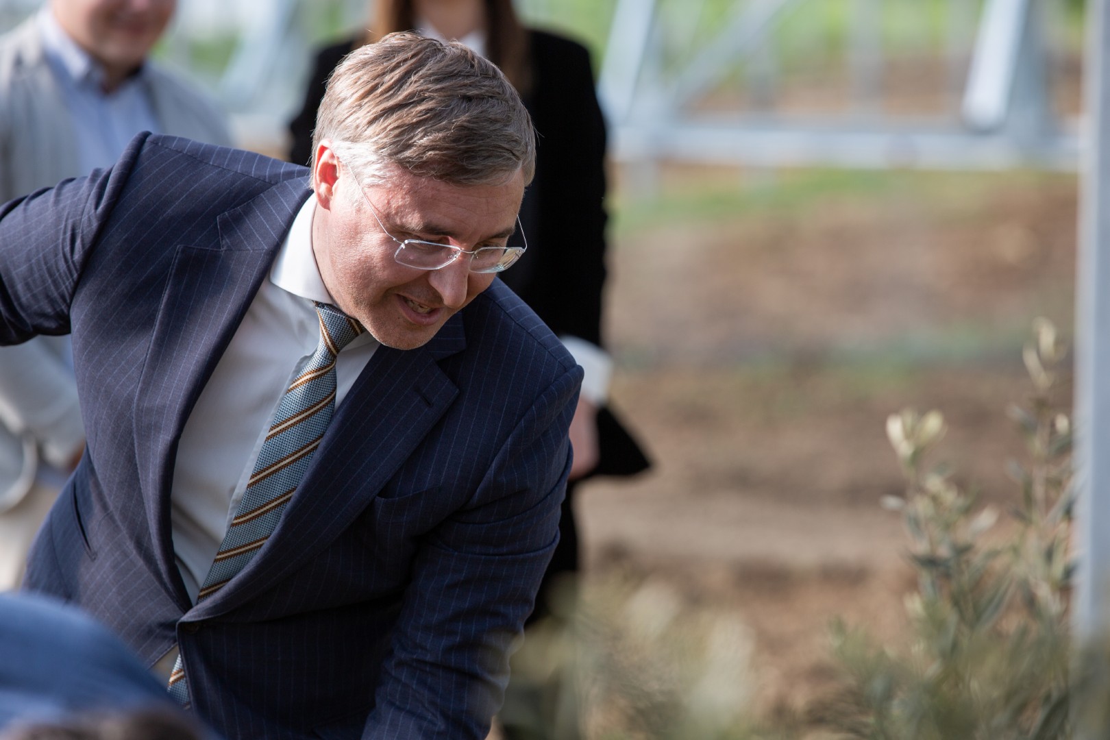 Министр сажает оливковое дерево