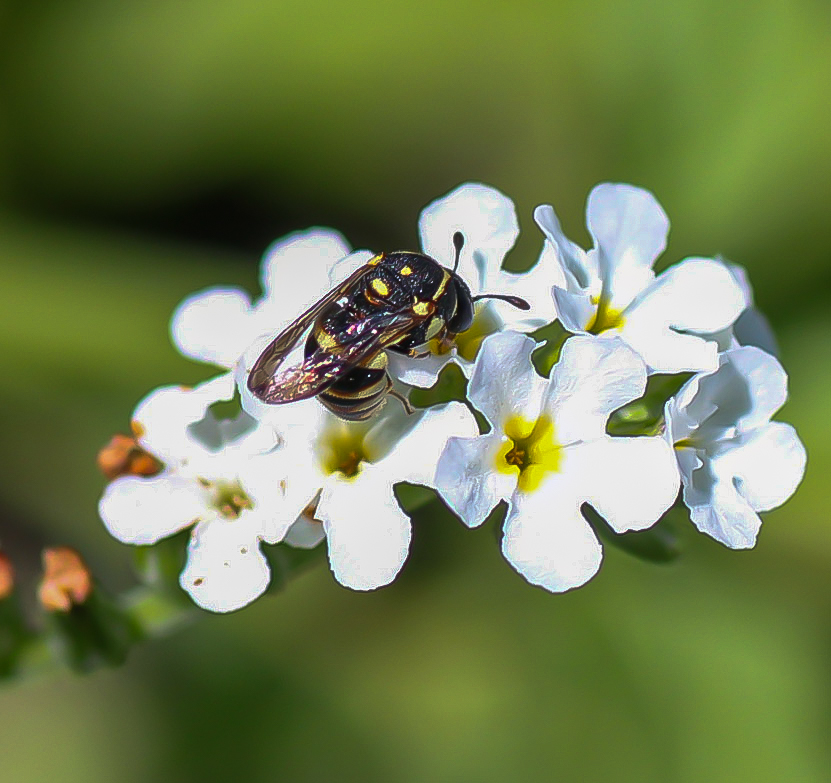 Целонитес Иванова 1
