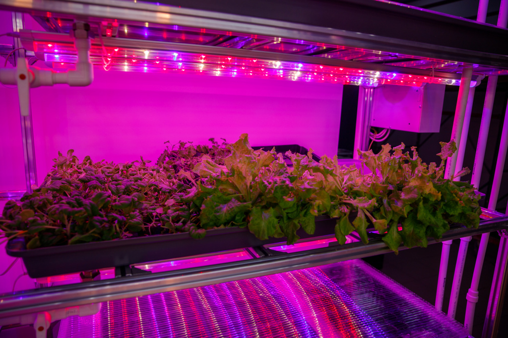 Gastropark_vertikalnaya-ferma_otkrytie