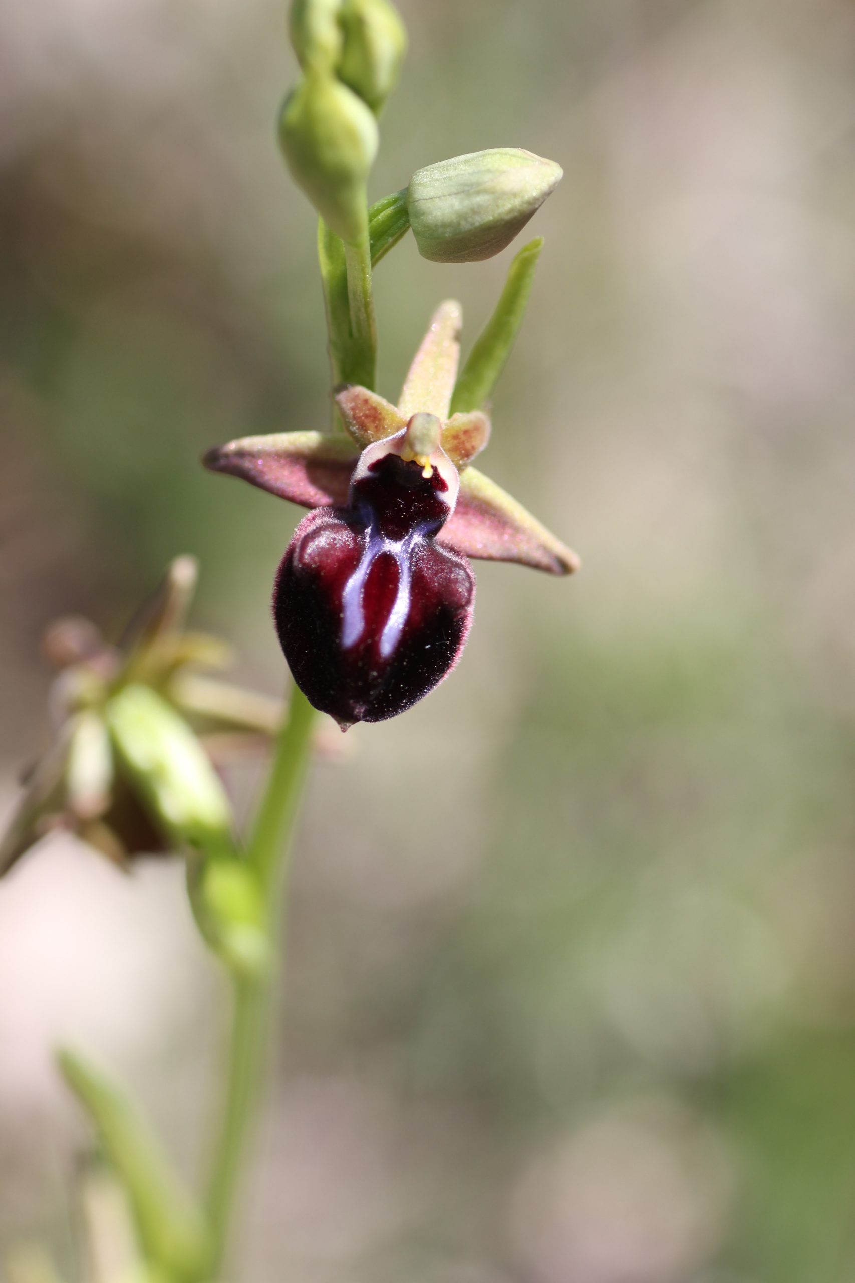 Ятрышник обезьяний ТИПИЧНАЯ СИМИЯ IMG_7809 - копия