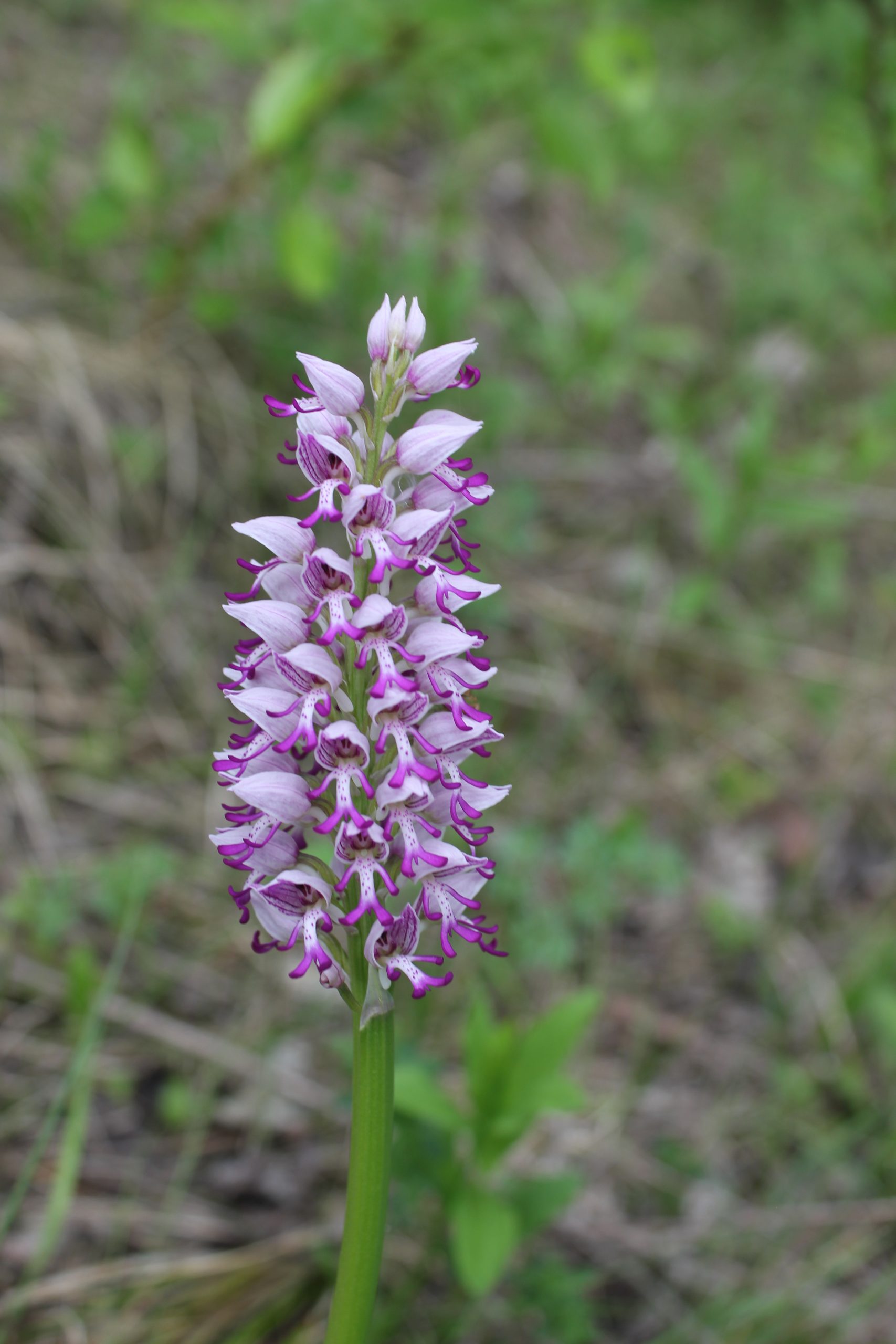 Ятрышник обезьяний ТИПИЧНАЯ СИМИЯ IMG_7809 - копия