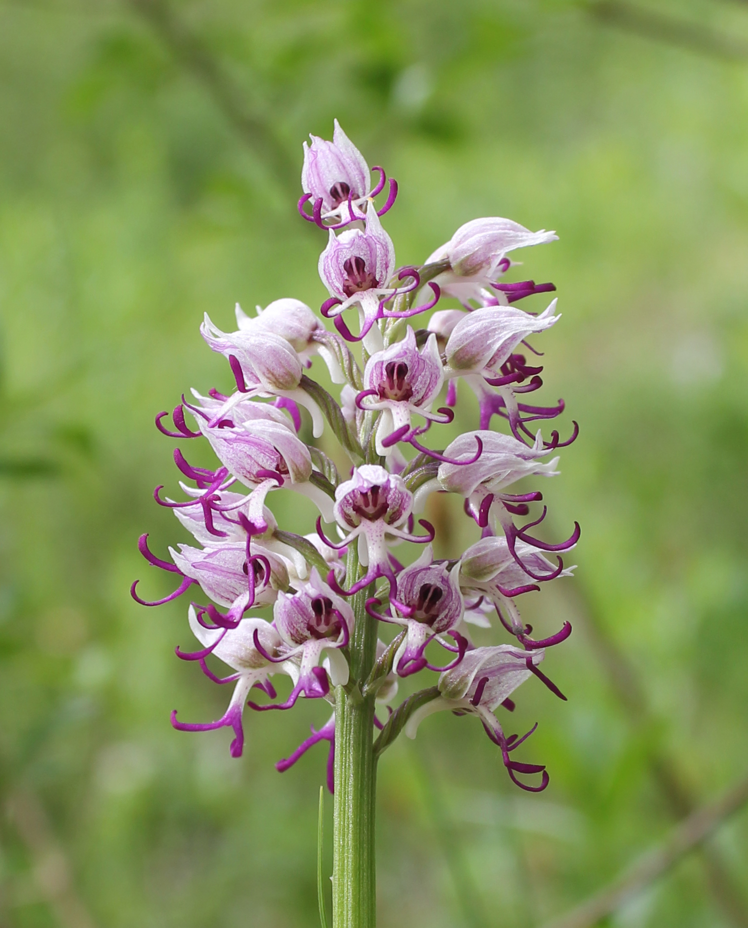 Ятрышник обезьяний ТИПИЧНАЯ СИМИЯ IMG_7809 - копия