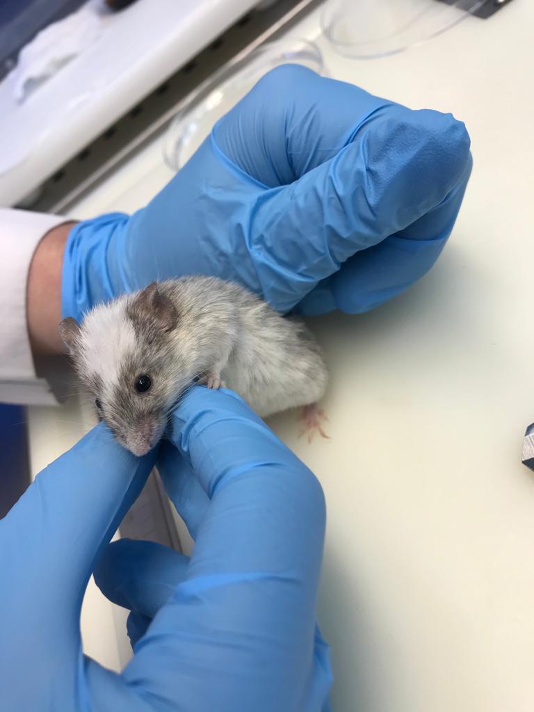 гуманизированная NSG-мышь как лучший объект для исследования